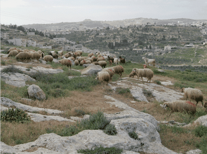 Shepherds' Field